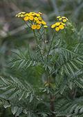 Tanacetum Vulgare
